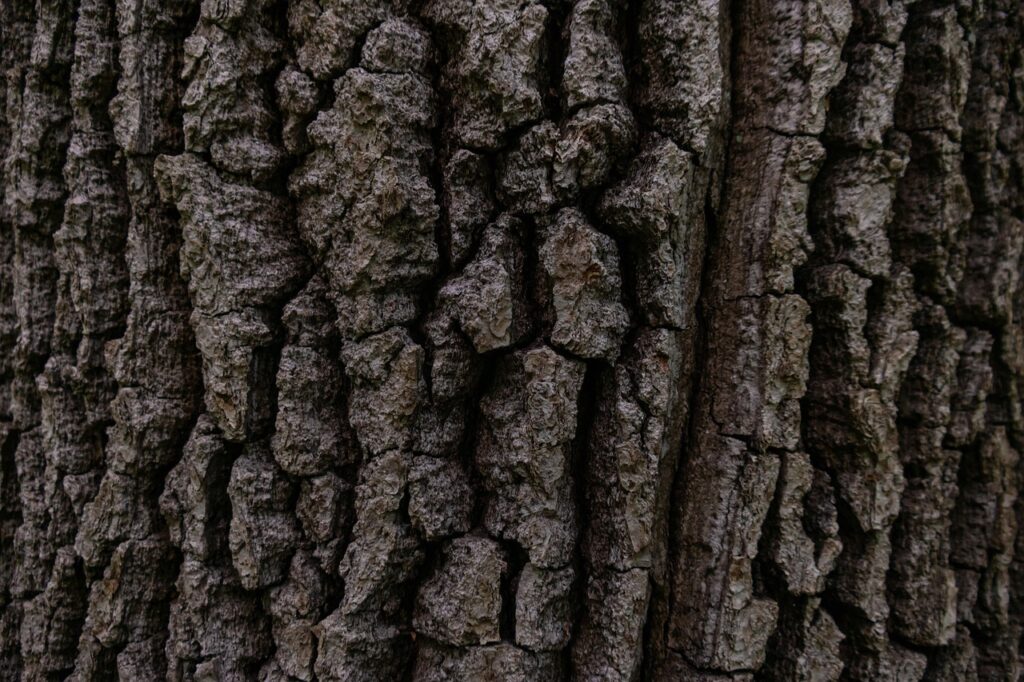 Peut-on récolter du chaga soi-même au Québec ?