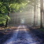 Comment reconnaître le chaga dans la nature
