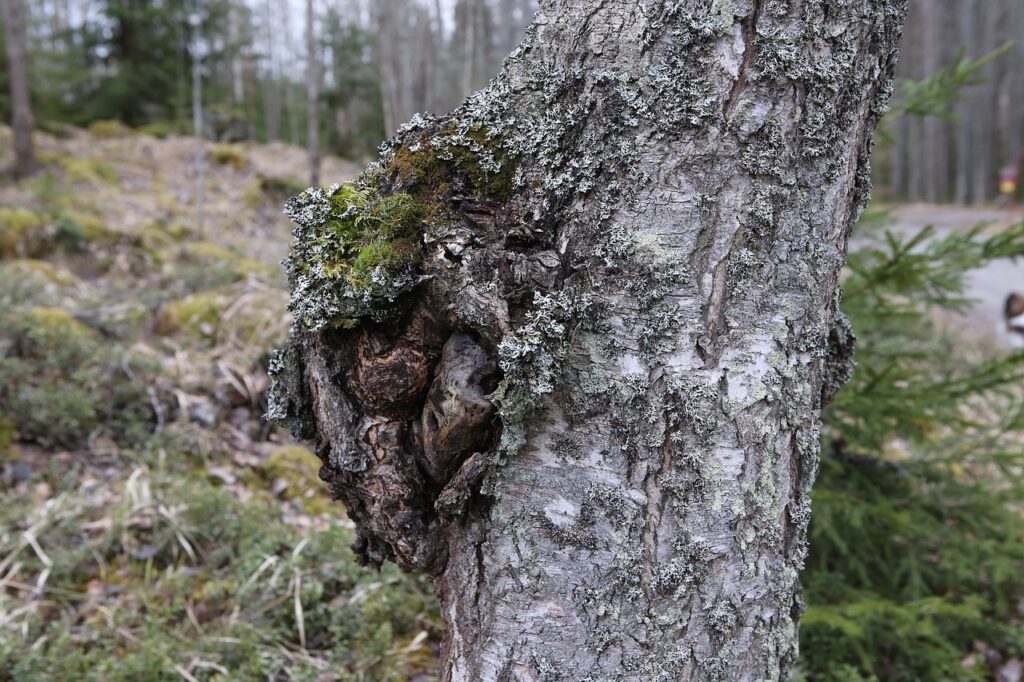 Comparaison entre le chaga et d’autres champignons