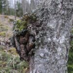 Chaga et système immunitaire : mythe ou réalité ?