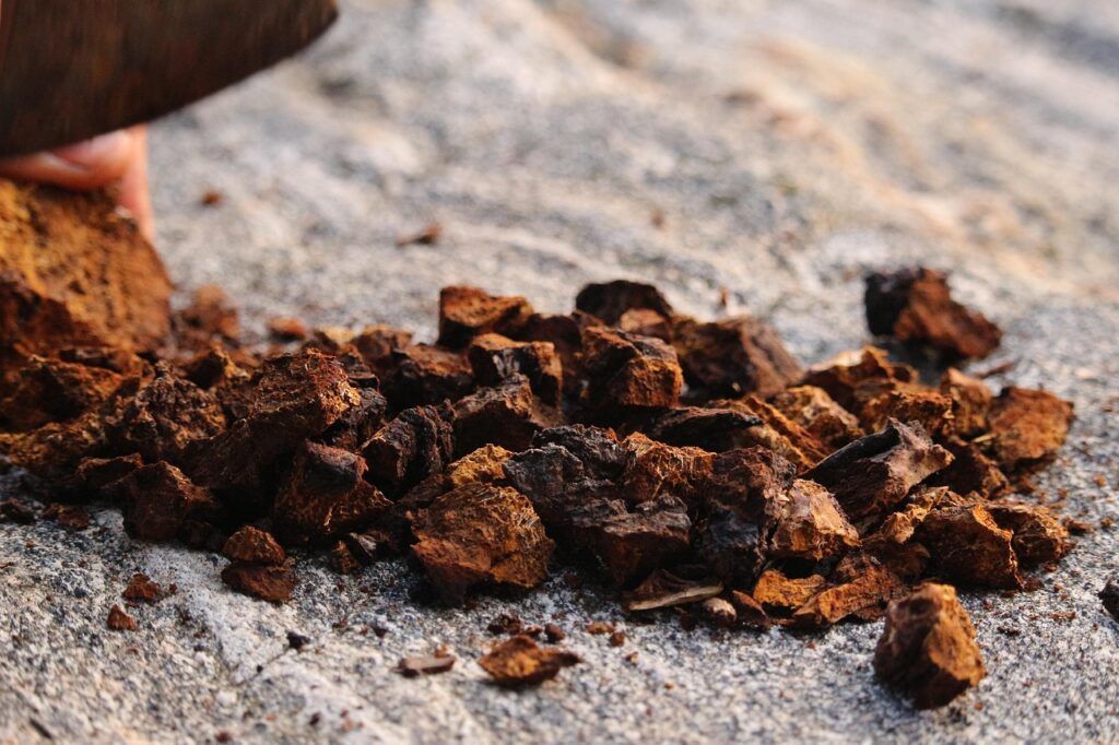 Le chaga aide-t-il contre le stress et la fatigue ?