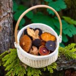 Chaga et caféine : interactions, avantages et limites