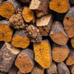Chaga et bouleau jaune : est-ce une bonne combinaison ?